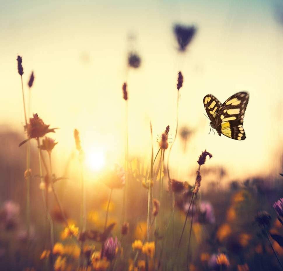 A yellowtail butterfly flutters in the sunset